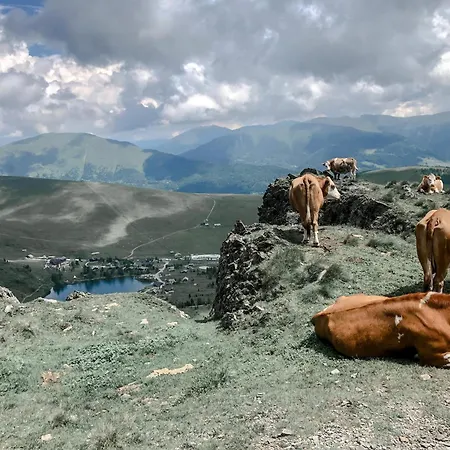 Almhütte Falkert Orman Evi Patergassen