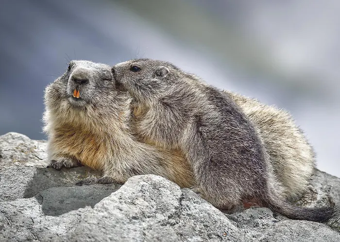 Lodge Almhuette Falkert